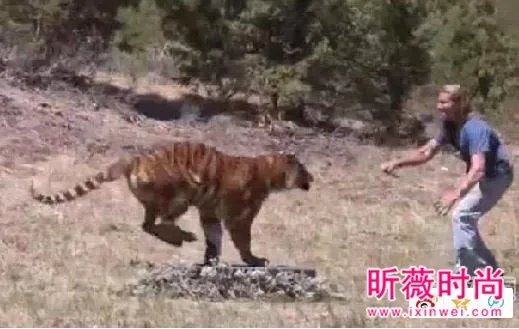 男子作死挑逗老虎:下一秒悲剧(组图)