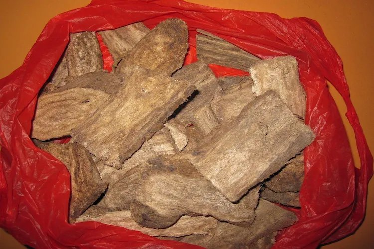 葛根图片大全大图