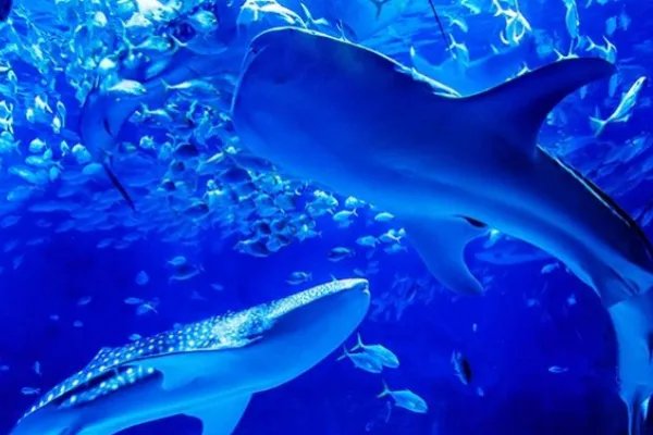 福建鲨鱼馆发生致人死亡事故，为何场馆现在仍在开放？