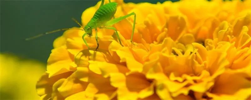 蝈蝈吃什么 蝈蝈一般吃什么呢