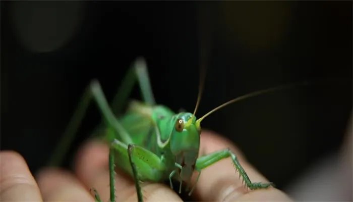 蝈蝈吃什么 蝈蝈一般吃什么呢