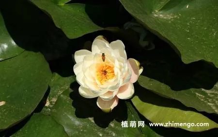 17张睡莲（子午莲）图片