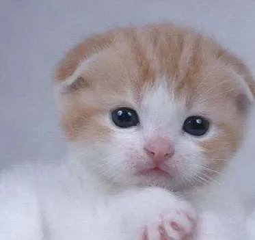 小猫为何困高架桥两年？