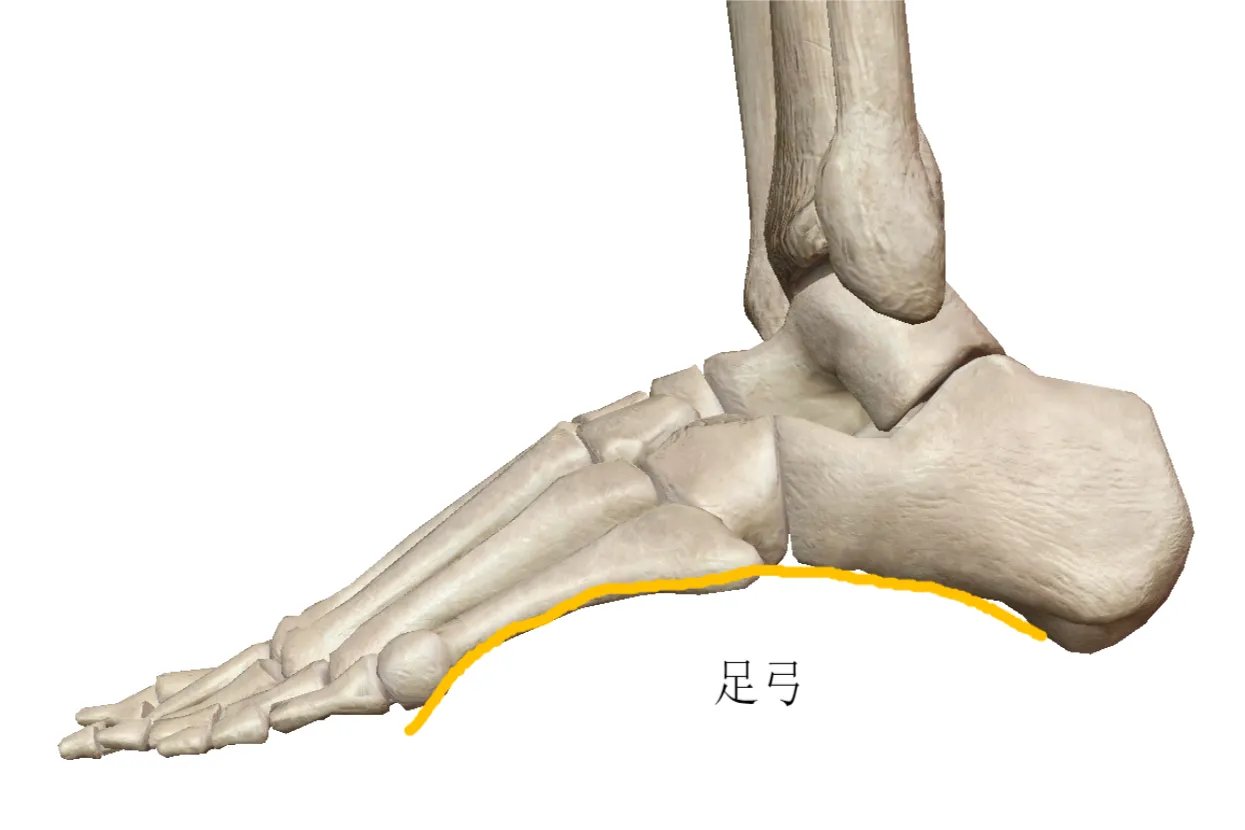 脚的各个部位名称图解