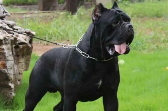 美国防暴犬罗威纳和卡斯罗哪个更厉害，卡斯罗犬vs罗威纳犬