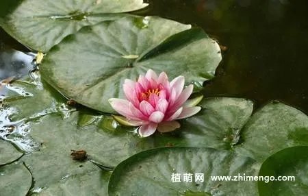 17张睡莲（子午莲）图片