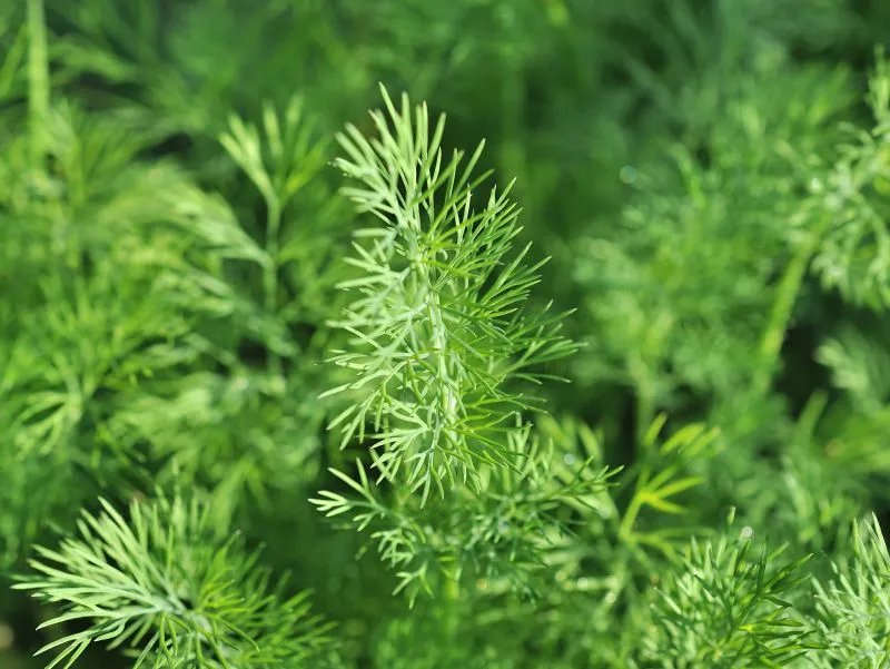 知了猴的营养价值