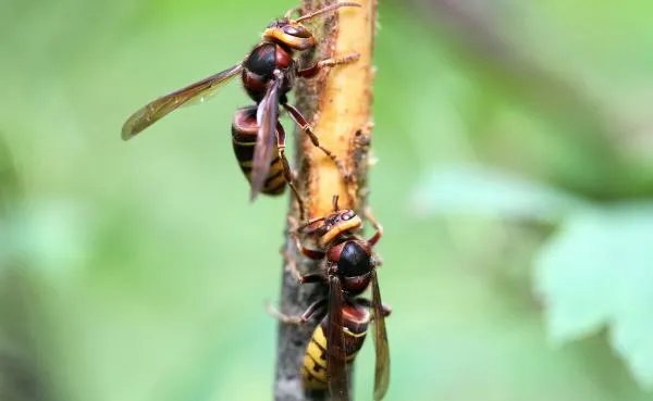 女生军训被马蜂爬嘴一动不动,遇到这种情况该怎么办?