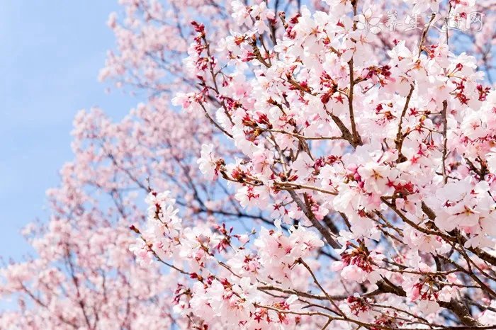 哪些养生茶不宜常喝？这些茶一定要少喝！