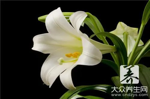 熟女必须吃的15种养生食物!