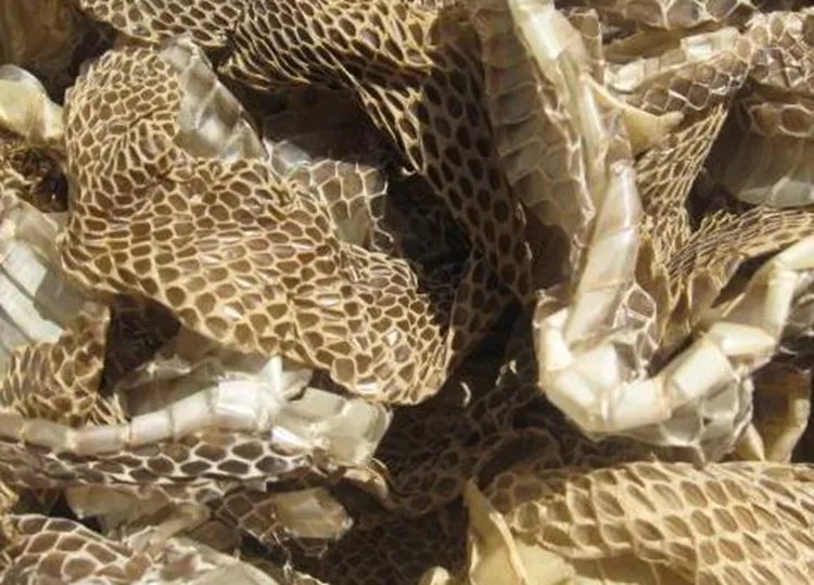 蛇蜕的功效与作用