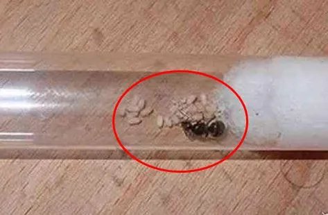 活捉蚁后给点沾水棉花下幕惊呆:不可思议一幕