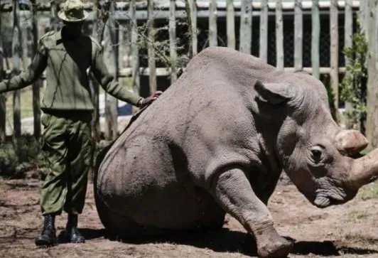 白犀牛接受安乐死为何会引起人们关注？