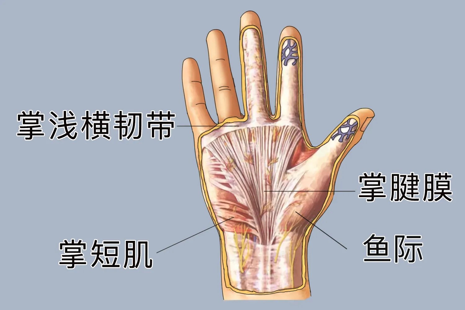手掌名称部位示意图