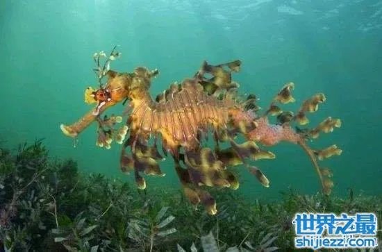 叶海龙鱼外形奇特，能够随意自由变换颜色 