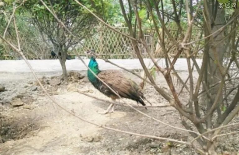 孔雀遭游客拔毛 去动物园游玩要注意什么事项?