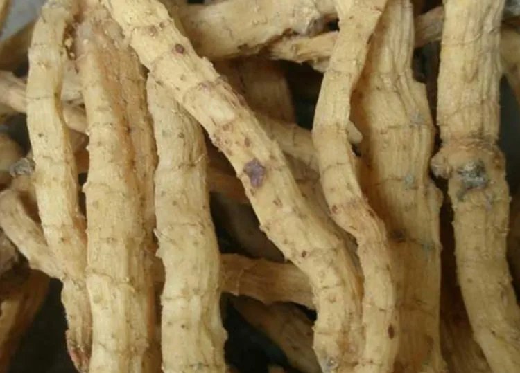 玉竹的功效与作用