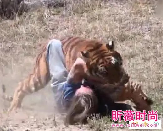 男子作死挑逗老虎:下一秒悲剧(组图)