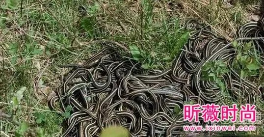 男子维修管道:竟发现骇人一幕（图）