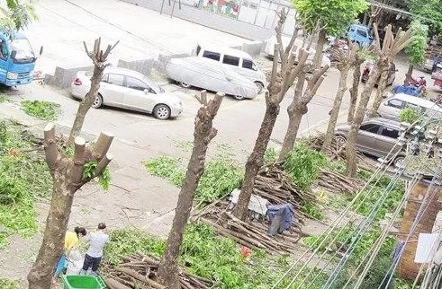 小区树木被剃头是怎么回事？