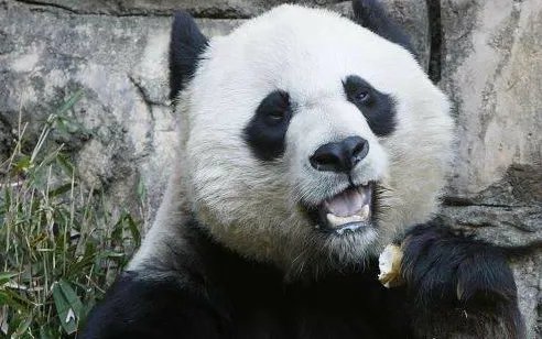 官方是如何回应“旅美大熊猫产后疑遭虐”的？