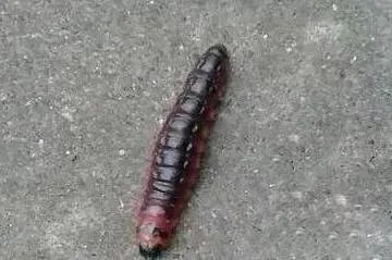 真实存在的诡异物品 千万别碰:太吓人(图)