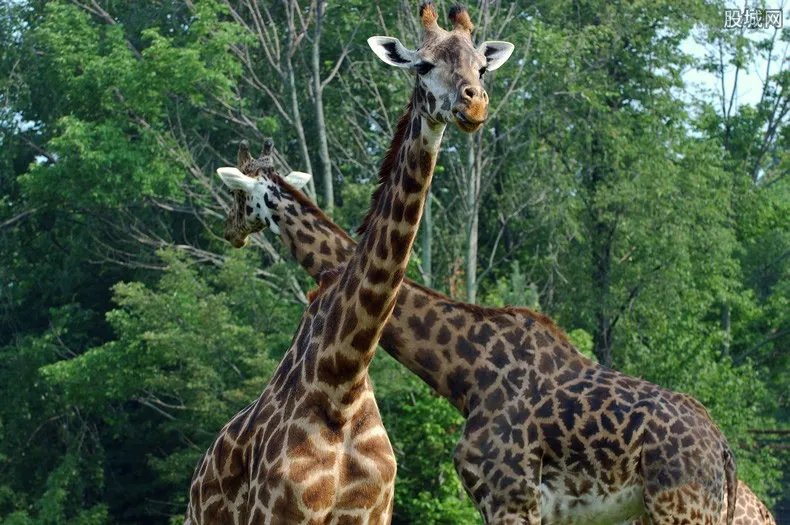 大食蚁兽落户郑州 郑州动物园都有什么动物