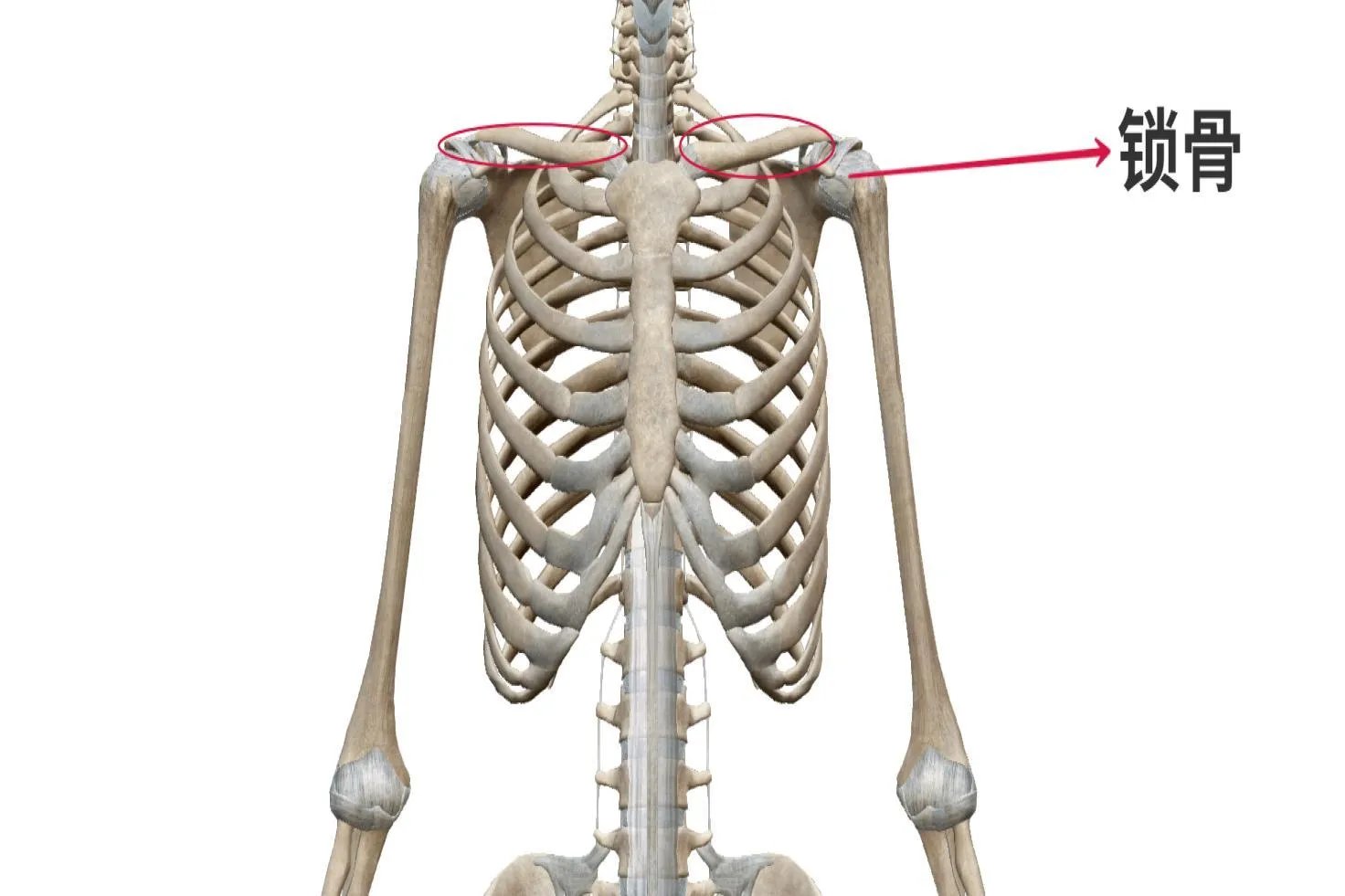 锁骨位置图片