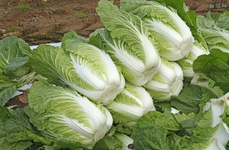 大白菜价格现低谷 大白菜多少钱一斤2019