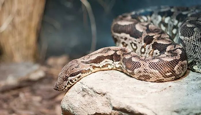 12生肖排行顺序 十二生肖的生肖排名