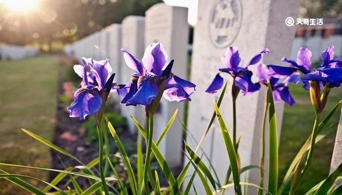 天涯何处无芳草下一句