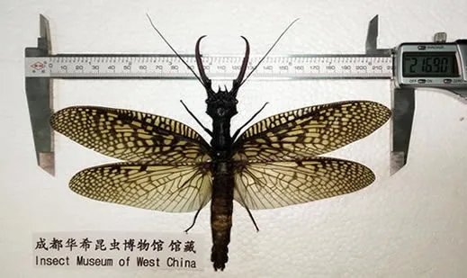四川青城山惊现最大水生昆虫:世界最大(图)