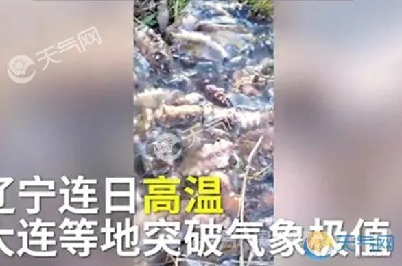 大连海参被热死 每天死2000斤辽宁局地破40℃