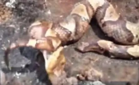 男子斩掉蛇头 竟发生如此诡异一幕（图）