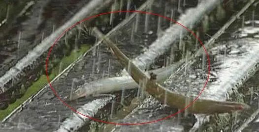 下暴雨时落下一路的鱼 村民都看傻了!（组图）