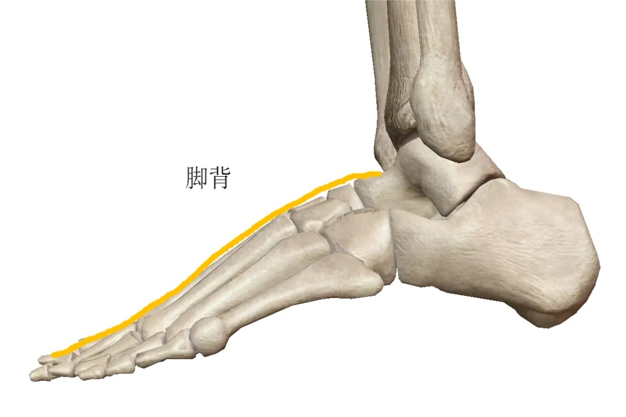 脚的各个部位名称图解