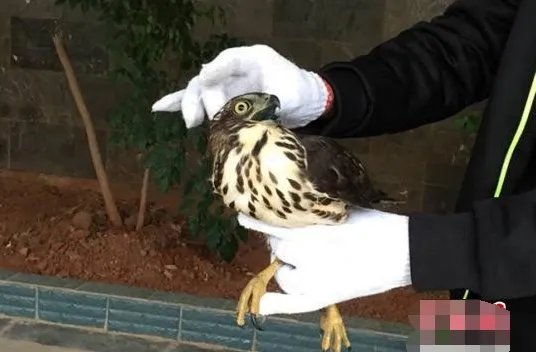 凤头鹰撞玻璃被救这到底是怎么回事？