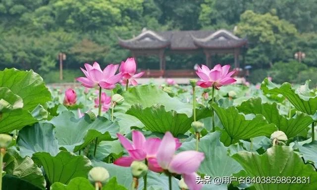 毕竟西湖六月中全诗？