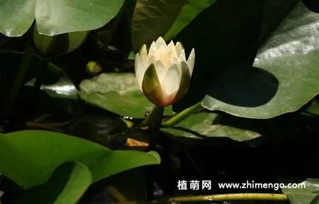 17张睡莲（子午莲）图片