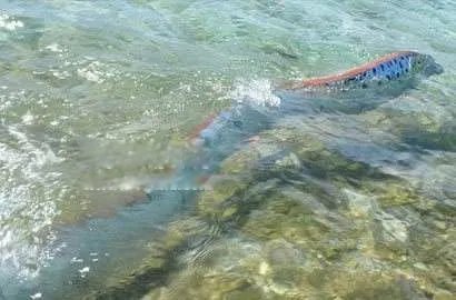 白龙王鱼图片是什么样的 这么恐怖的鱼能吃吗