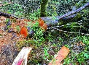 能砍红豆杉做炊具呀?