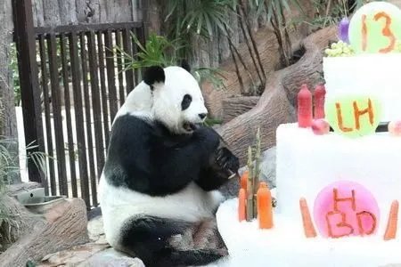 两只大熊猫赴芬兰，大熊猫适合的生长环境有哪些？