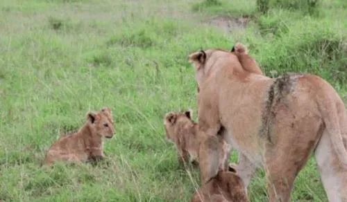 母狮被水牛顶伤:下幕让人感慨（组图）