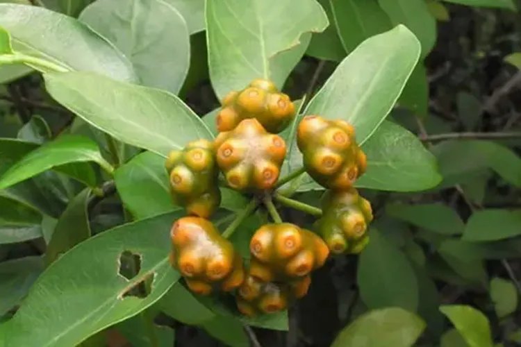 巴戟天高清图片大全