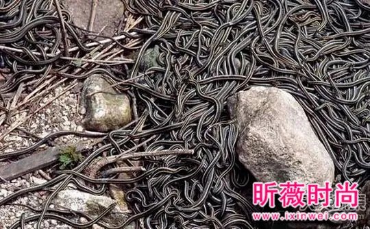 维修管道:发现这一幕之后脚发麻!(组图)