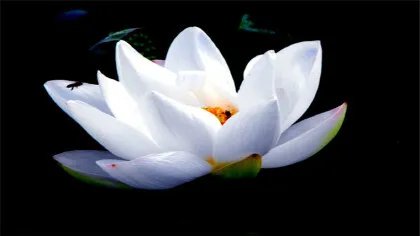 花中君子是指什么