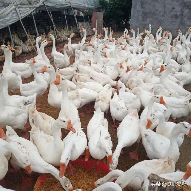 杂交鹅三个月有多大？