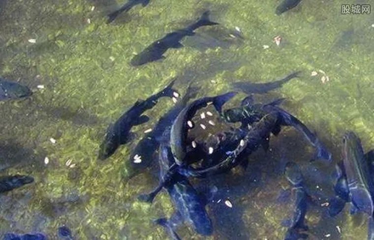 农户挖出神秘鱼泉 每天涌入百斤河鱼年收入达30万