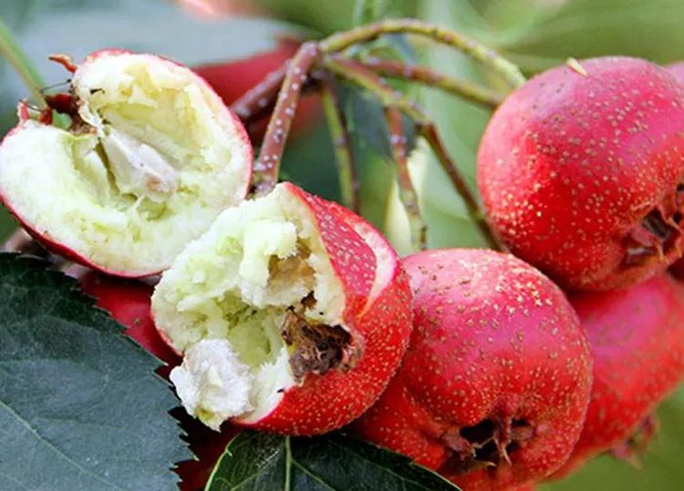 山楂的功效与作用