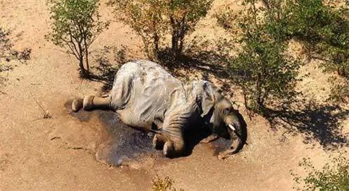 蓝藻细菌致数百头大象死亡,这种细菌是从哪里来的?